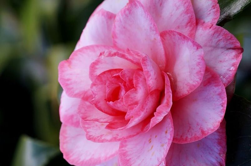 From Early Bloomers to Winter Wonders: Choosing the Perfect Camellia for Every Season - Shrubhub