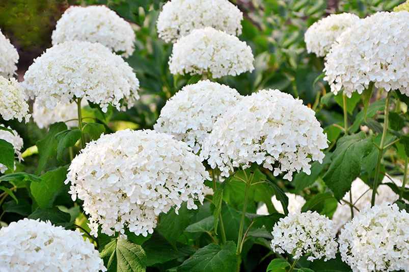 Transform Your Alabama Yard with the Best Plants - Shrubhub