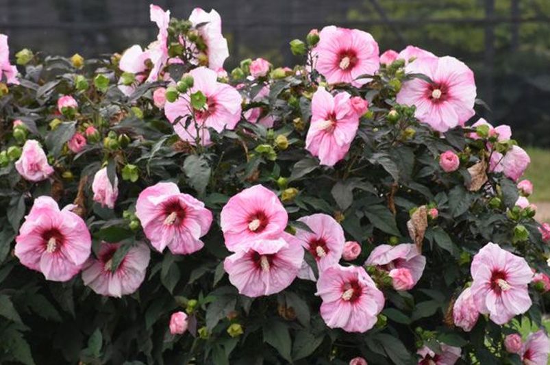 Unveiling the Vibrant Hardy Hibiscus - Shrubhub