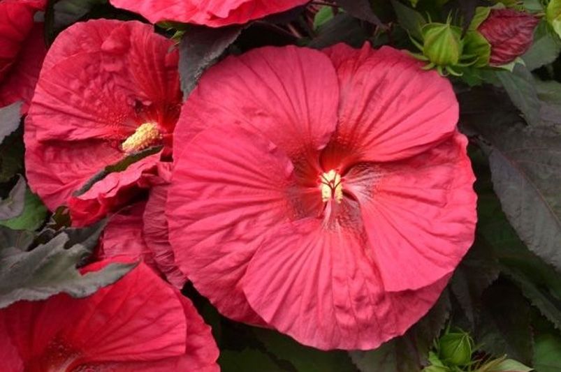 Unveiling the Vibrant Hardy Hibiscus - Shrubhub