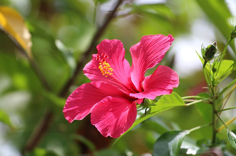 Unveiling the Vibrant Hardy Hibiscus - Shrubhub