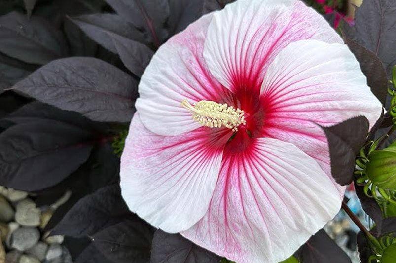 Unveiling the Vibrant Hardy Hibiscus - Shrubhub