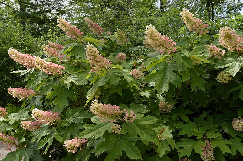 Enchanting Oakleaf Hydrangeas: A Gardener's Guide - Shrubhub