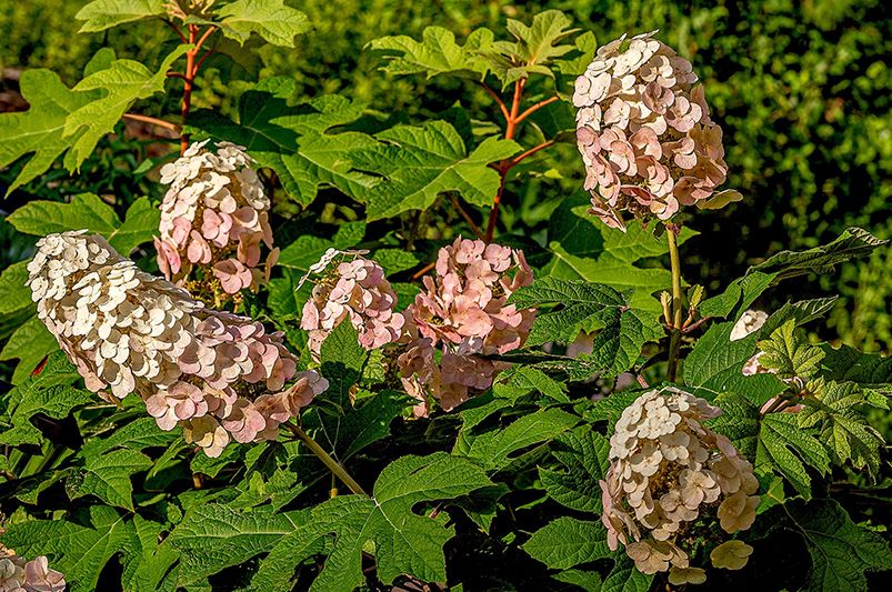 Enchanting Oakleaf Hydrangeas: A Gardener's Guide - Shrubhub