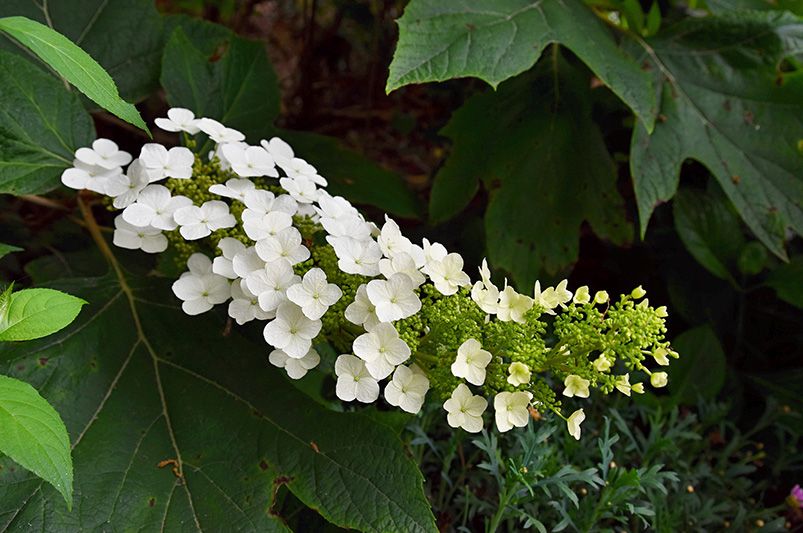 Enchanting Oakleaf Hydrangeas: A Gardener's Guide - Shrubhub