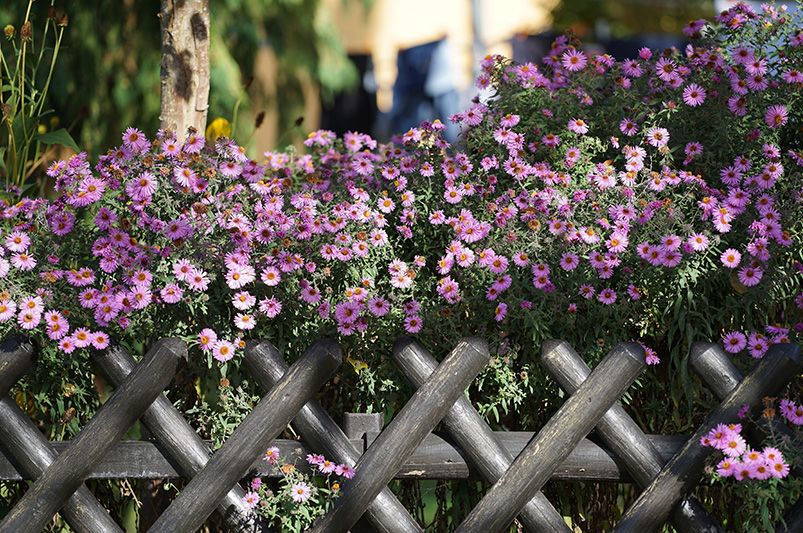 The Resplendent New England Aster - Shrubhub