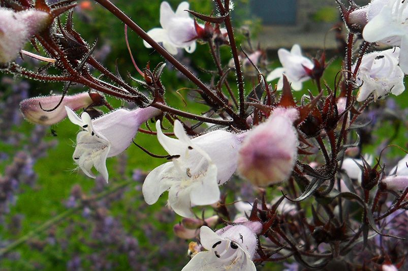 Revamp Your Outdoor Space with These Stunning Phoenix Landscaping Ideas - Shrubhub