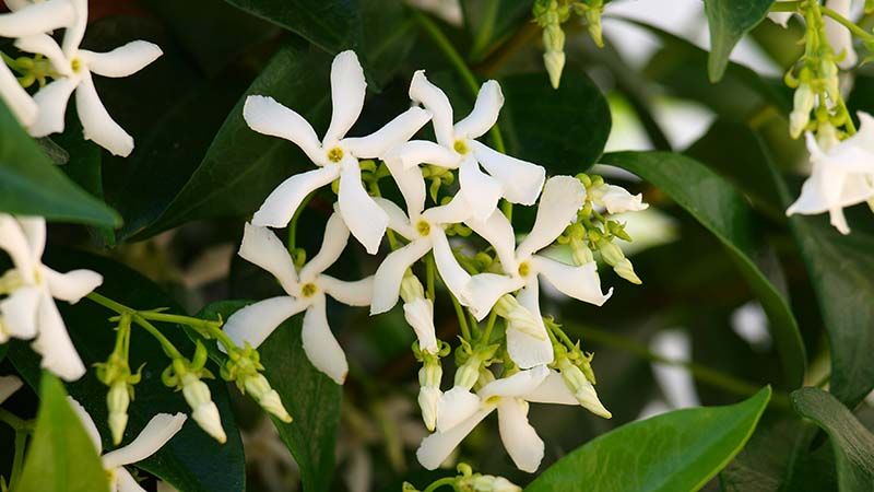 Native Plants: Arizona Yard Landscaping Ideas - Shrubhub