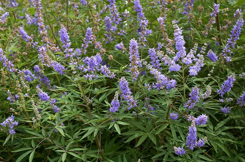 Native Plants: Arizona Yard Landscaping Ideas - Shrubhub