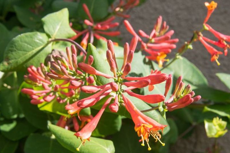 Native Plants: Arizona Yard Landscaping Ideas - Shrubhub