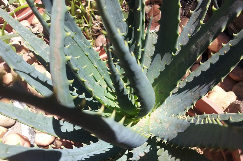 Growing and Caring for Hedgehog Aloe Plants - Shrubhub