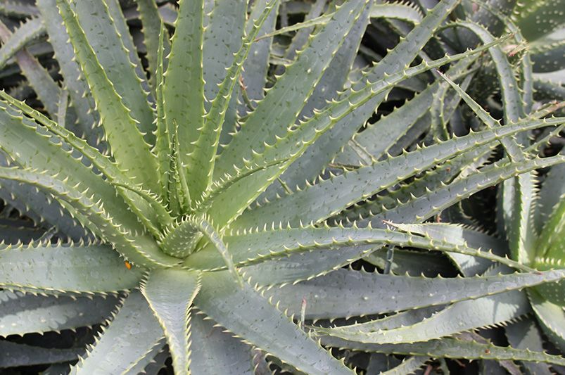 Growing and Caring for Hedgehog Aloe Plants - Shrubhub