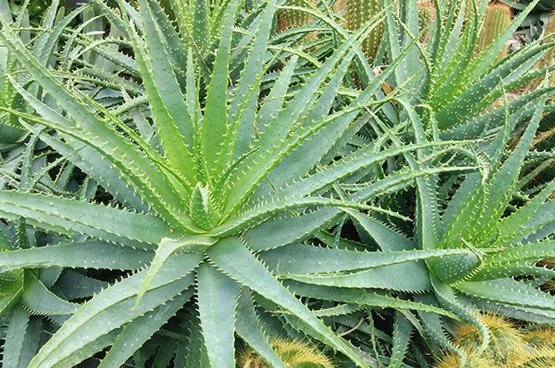 Growing and Caring for Hedgehog Aloe Plants - Shrubhub