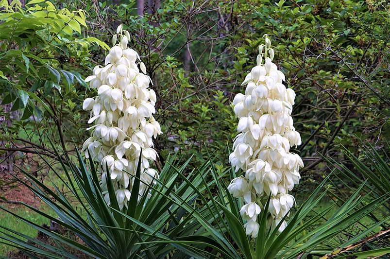 Desert Vibes: Creating a Desert Wonderland with Yucca Plants! - Shrubhub