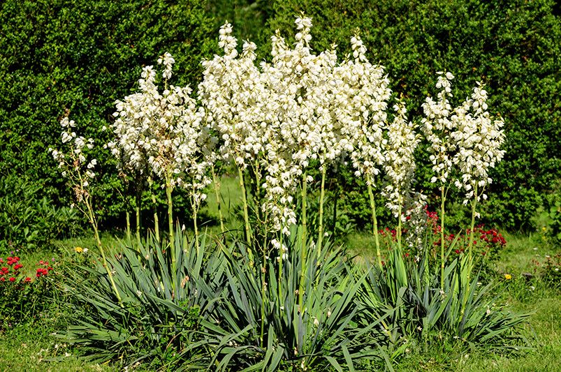 Desert Vibes: Creating a Desert Wonderland with Yucca Plants! - Shrubhub