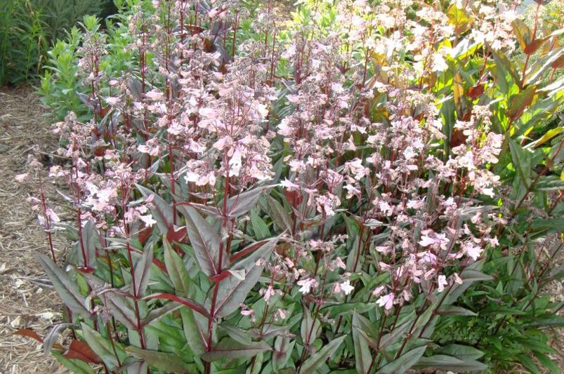 Exploring the Beauty and Benefits of Penstemon - Shrubhub