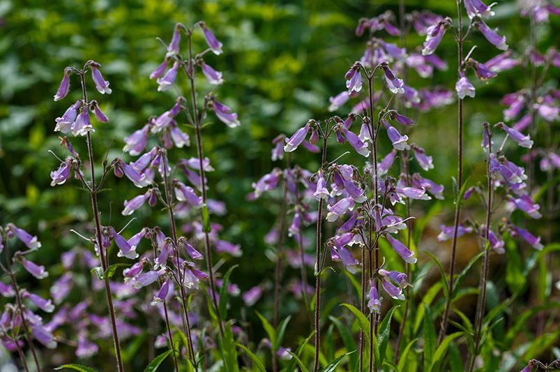 Exploring the Beauty and Benefits of Penstemon - Shrubhub