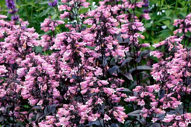 Exploring the Beauty and Benefits of Penstemon - Shrubhub