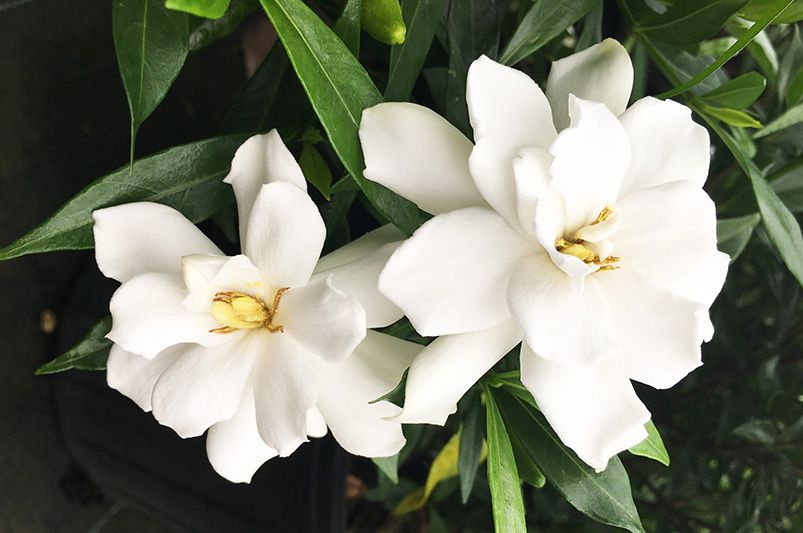 Frost Proof Gardenia Care Tips for Stunning Blooms - Shrubhub