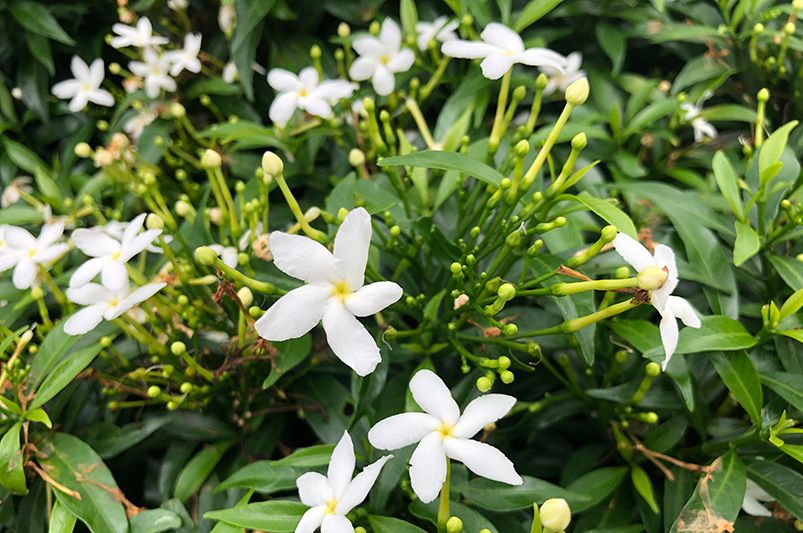 Frost Proof Gardenia Care Tips for Stunning Blooms - Shrubhub