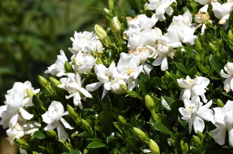 Frost Proof Gardenia Care Tips for Stunning Blooms - Shrubhub