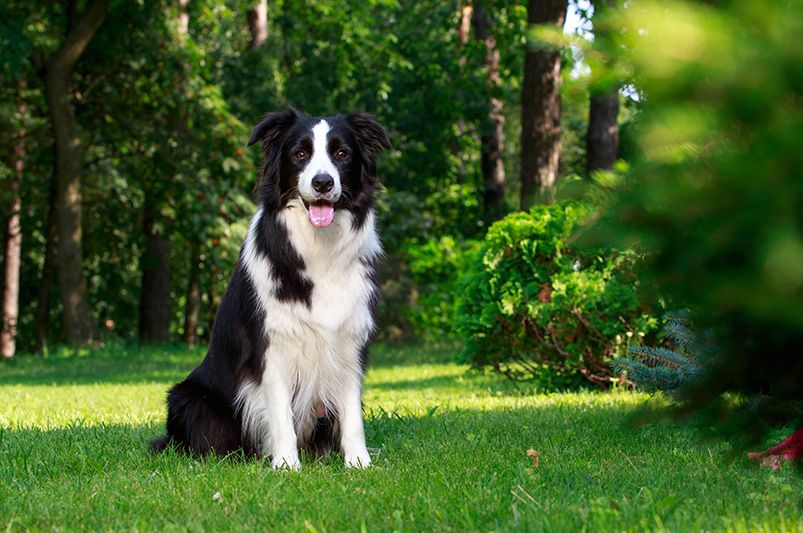 10 Must-Have Dog-Safe Outdoor Plants - Shrubhub