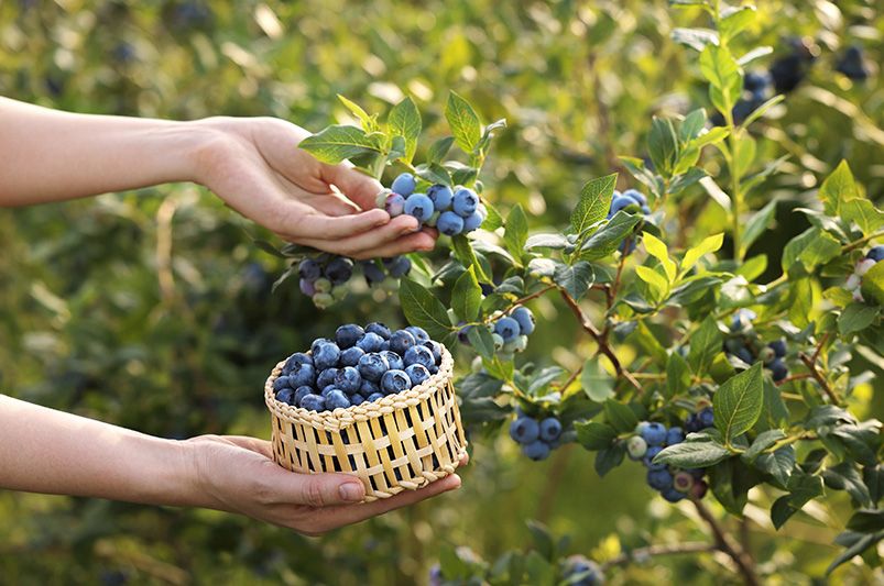 15 Dog-Safe Plants for a Pet-Friendly Garden - Shrubhub