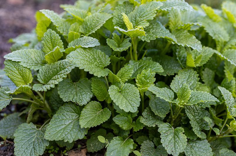 15 Dog-Safe Plants for a Pet-Friendly Garden - Shrubhub