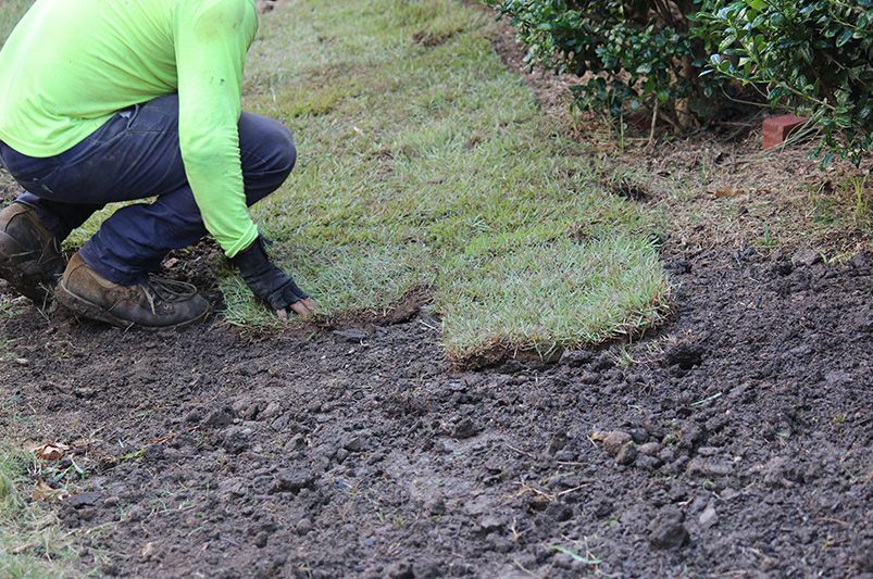 Mastering the Art of Patching Grass Like a Pro - Shrubhub