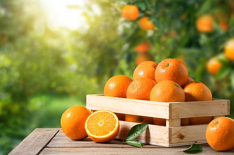 Citrus Trees: Beginner's Guide for Success - Shrubhub