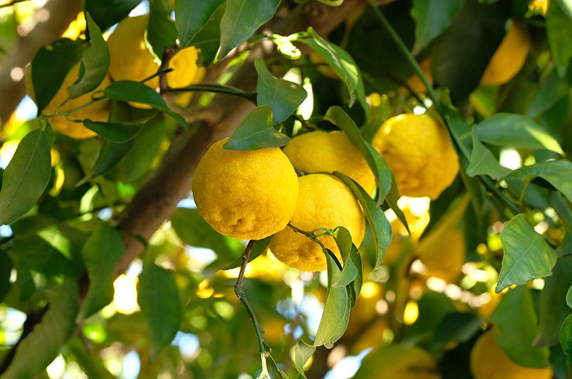 Citrus Trees: Beginner's Guide for Success - Shrubhub