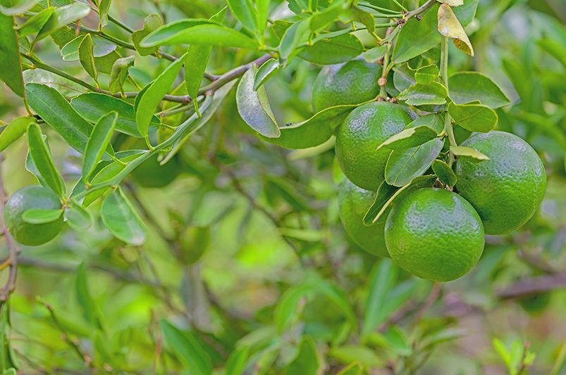 Citrus Trees: Beginner's Guide for Success - Shrubhub