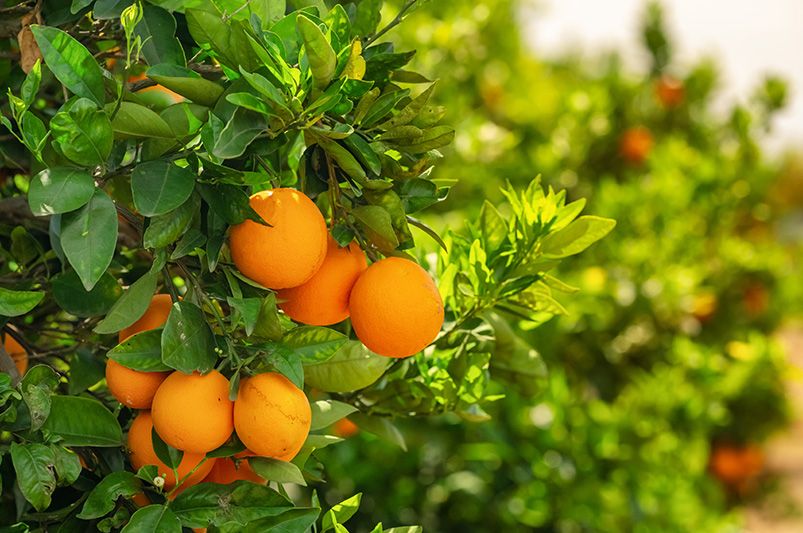 Citrus Trees: Beginner's Guide for Success - Shrubhub