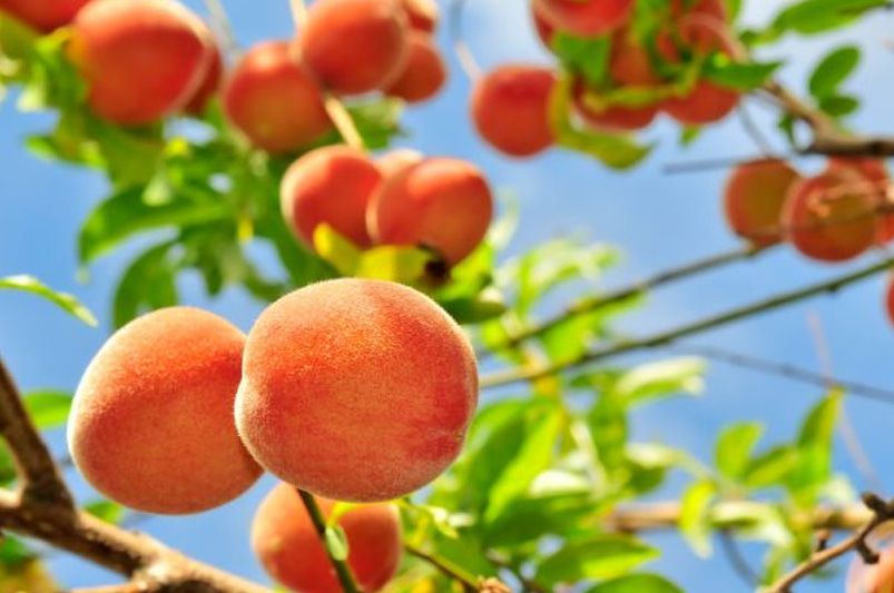 Grow Delicious Peaches: Complete Guide to Peach Trees - Shrubhub