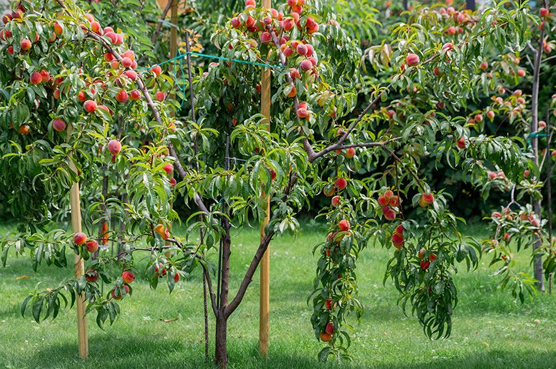 Grow Delicious Peaches: Complete Guide to Peach Trees - Shrubhub