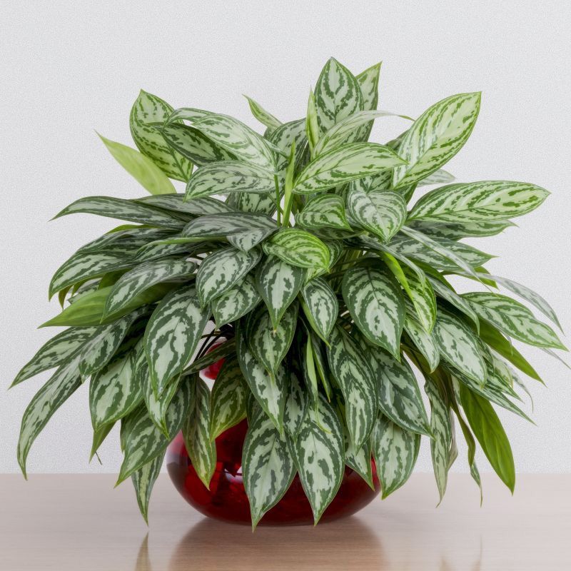 Best Indoor Plants for Your Home - Shrubhub