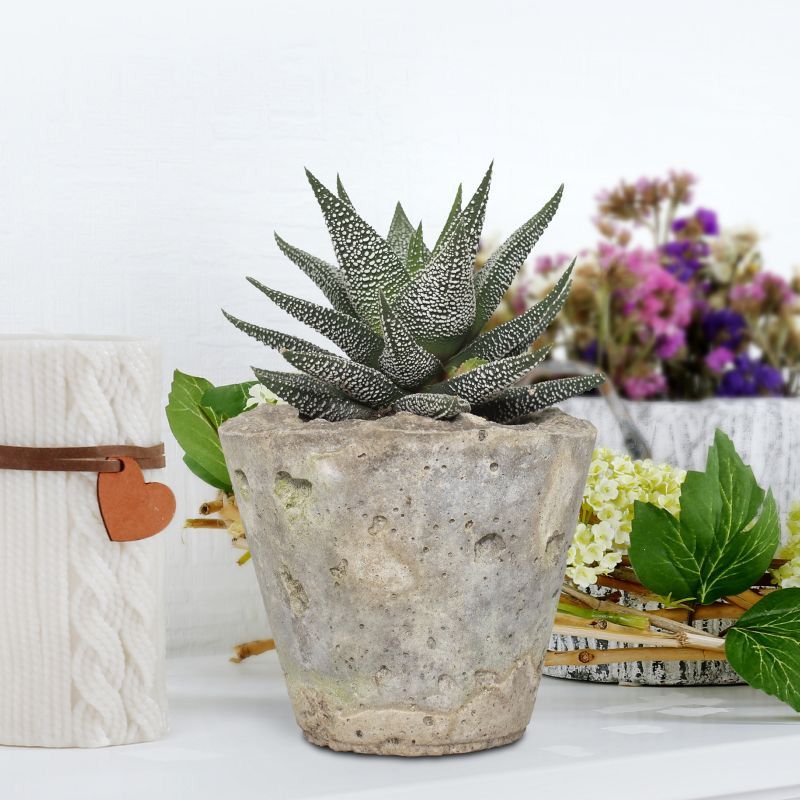 Best Indoor Plants for Your Home - Shrubhub