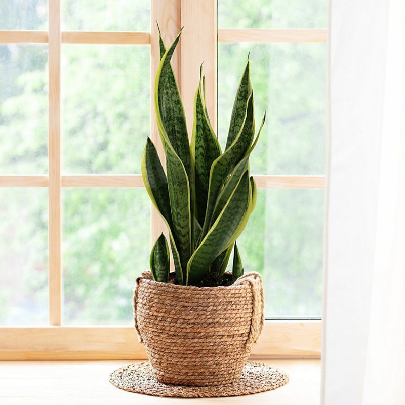 Best Indoor Plants for Your Home - Shrubhub