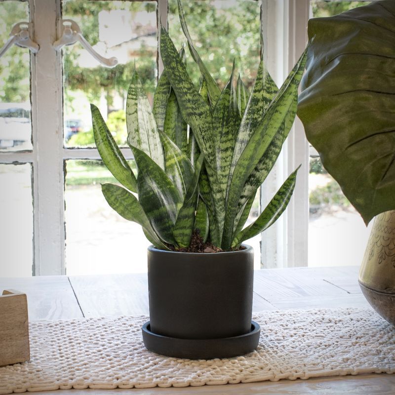 Best Indoor Plants for Your Home - Shrubhub