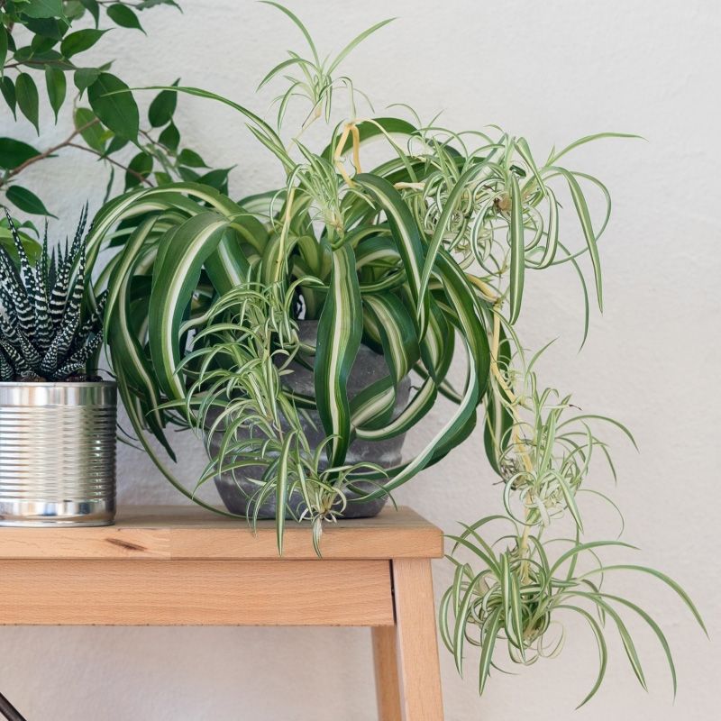 Best Indoor Plants for Your Home - Shrubhub