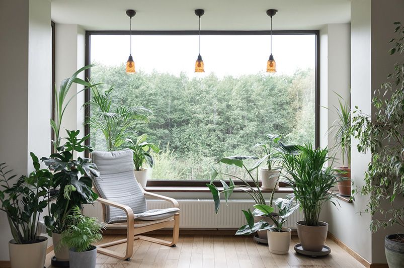 Best Indoor Plants for Your Home - Shrubhub