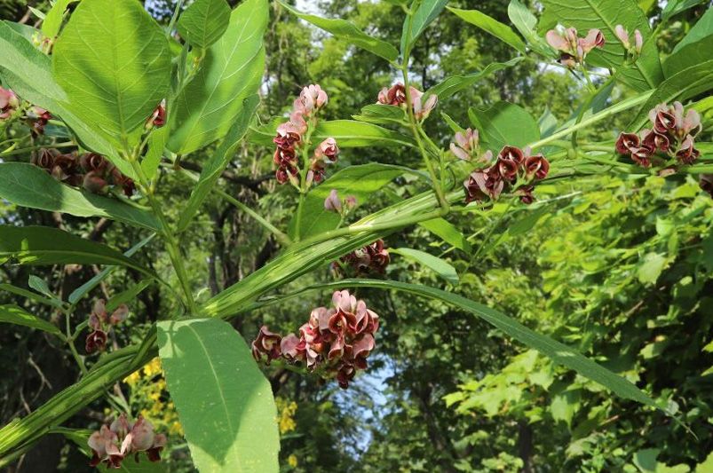 Discover the Beauty of Perennials for Your Garden - Shrubhub