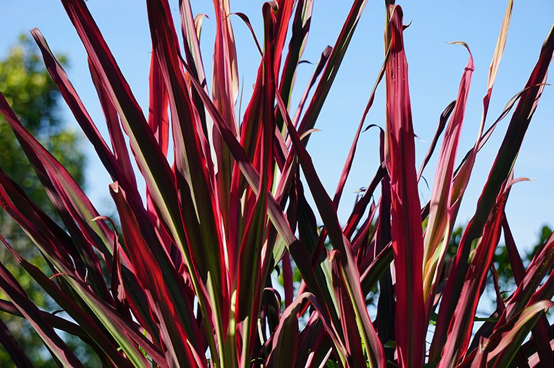 Discover the Beauty of Perennials for Your Garden - Shrubhub