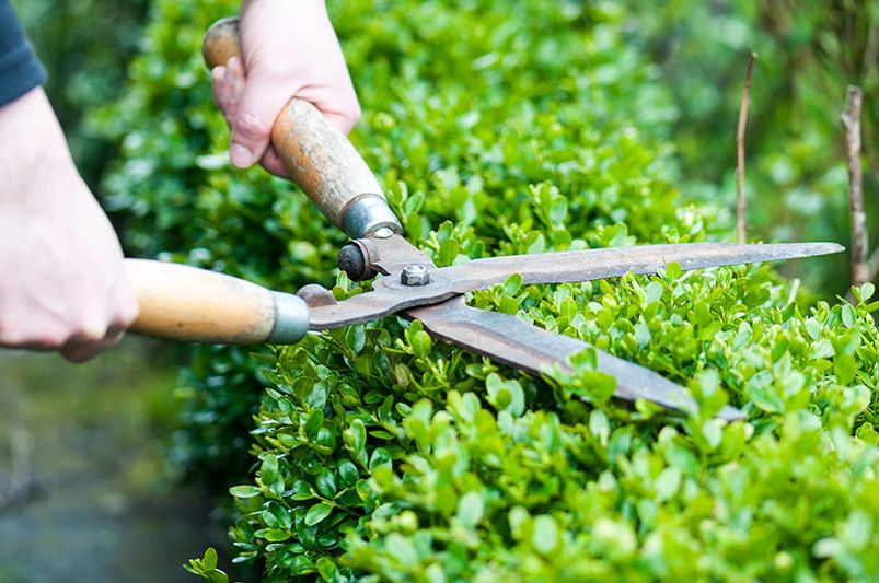 Essential Tips for Trimming Hedges: A Beginner's Guide - Shrubhub