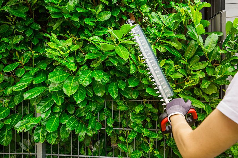 Essential Tips for Trimming Hedges: A Beginner's Guide - Shrubhub