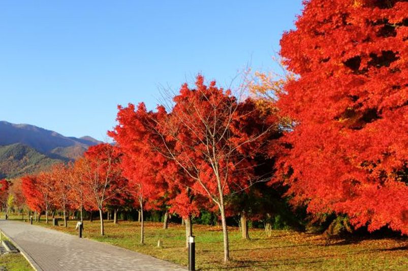 The Best Fall Plants for a Vibrant Autumn Garden - Shrubhub