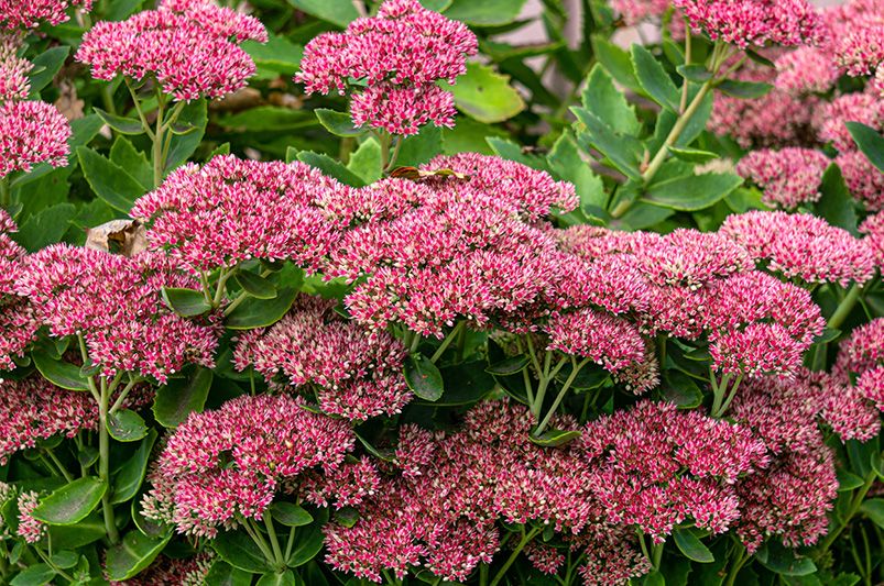 The Best Fall Plants for a Vibrant Autumn Garden - Shrubhub