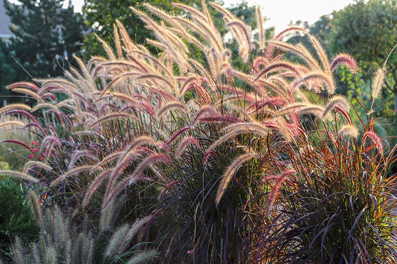 The Best Fall Plants for a Vibrant Autumn Garden - Shrubhub