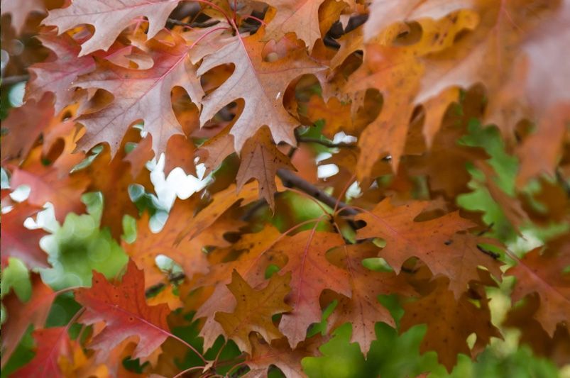 The Best Fall Plants for a Vibrant Autumn Garden - Shrubhub