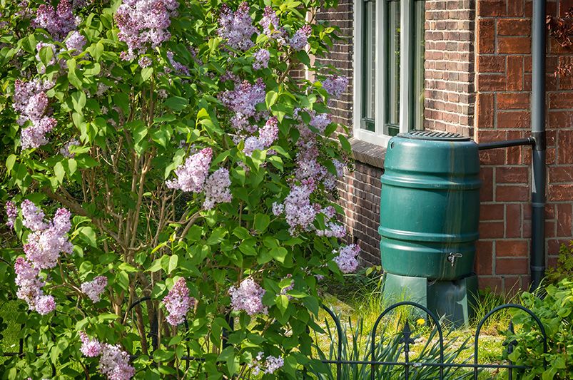 Go Green: Make Your Yard More Eco-Friendly with These Tips - Shrubhub